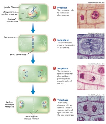 Mitosis_National_Geographic_Book.JPG